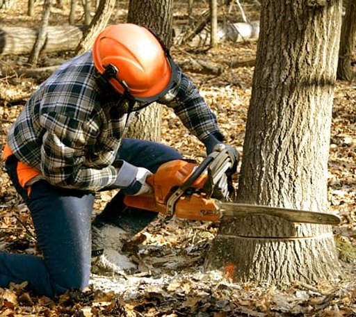 Tree Removal in Hermon, NY